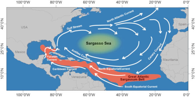 A map of the Atlantic Ocean, showing the ocean currents and the size of the Great Atlantic Sargassum Belt.