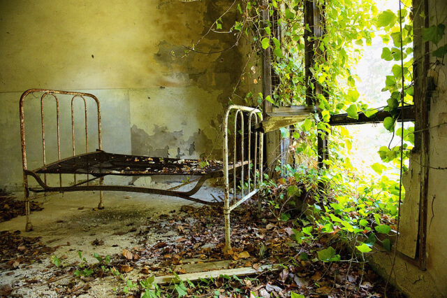 Rusty bed in a room overgrown with vegetation