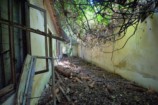 Tree roots and vines falling through the roof of an abandoned building