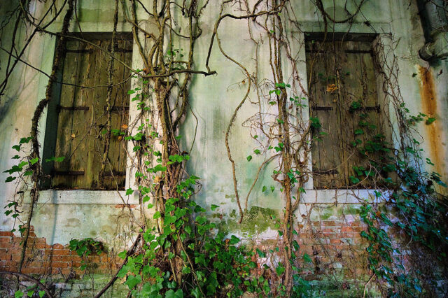 Vines rising up the exterior of a building