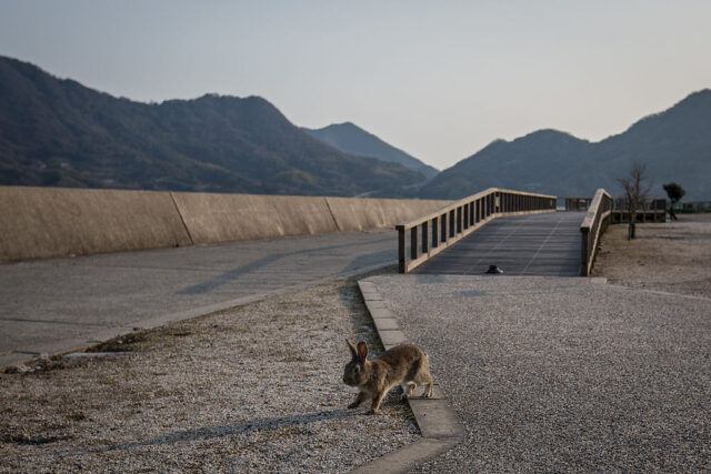 Rabbit running in front of a foot bridge