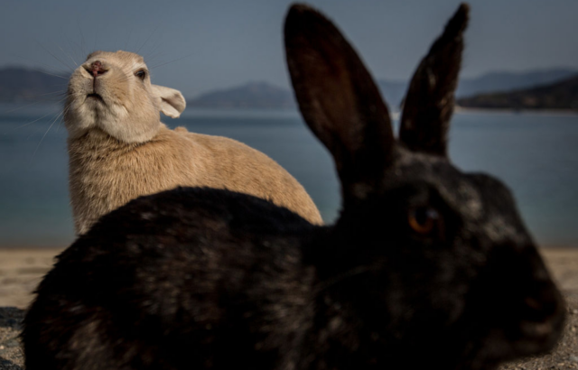 Two rabbits sitting on a beach