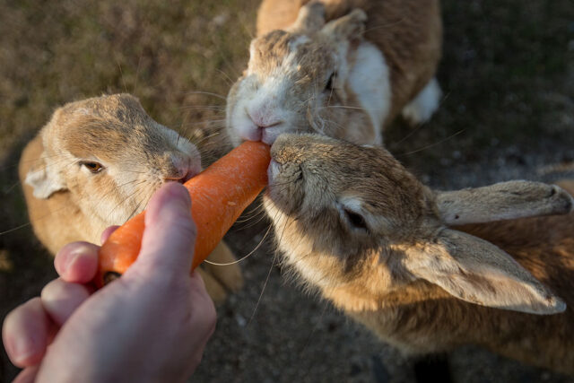 Hand feeding three rabbits a carrot