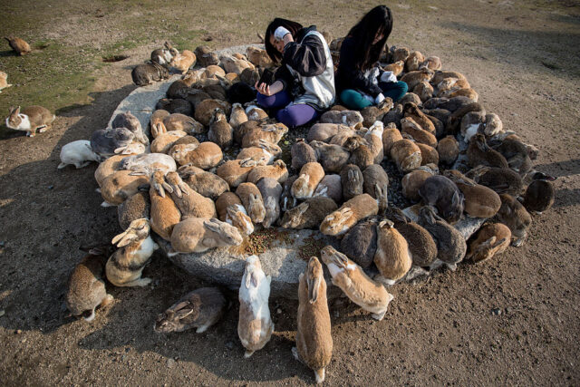 Two women sitting among a hoard of rabbits