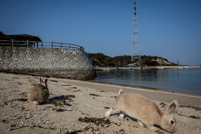 Two rabbits foraging along the shoreline