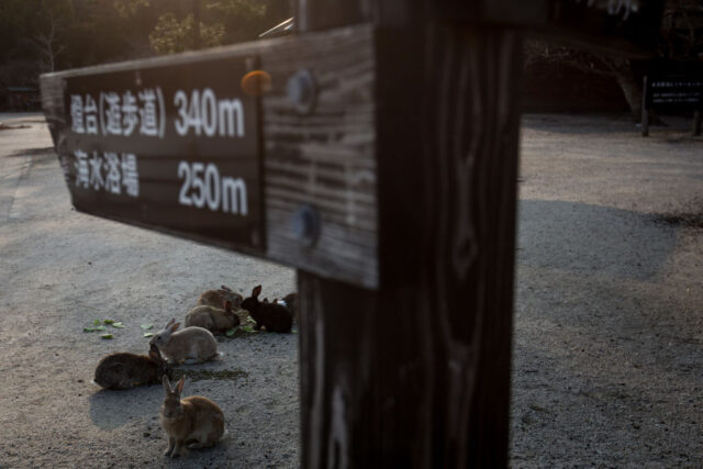 Rabbits sitting near a wooden sign