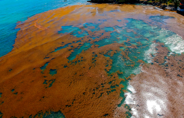 An aerial view of brown sargassum seaweed formed on the surface of the ocean.