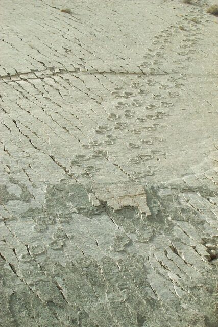 Close-up of the dinosaur tracks on Cal Orck'o