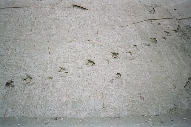 Bolivian Wall Contains Over 5,000 Individual Dinosaur Tracks