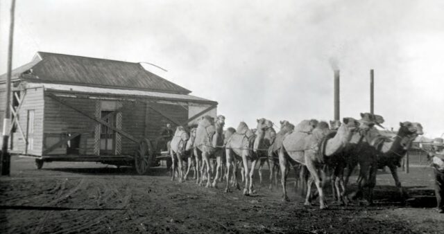 Camels pulling a house.