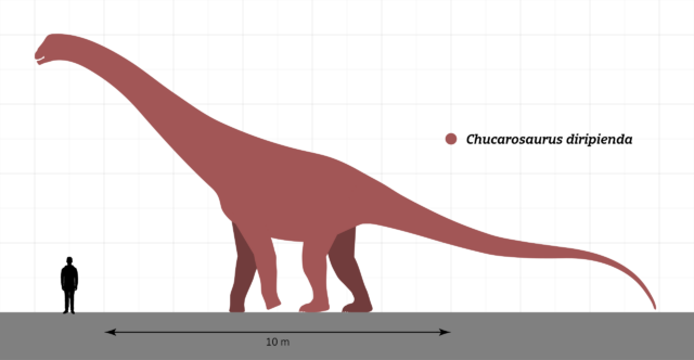 Graphic comparing the size of Chucarosaurus Diripienda to a modern-day human