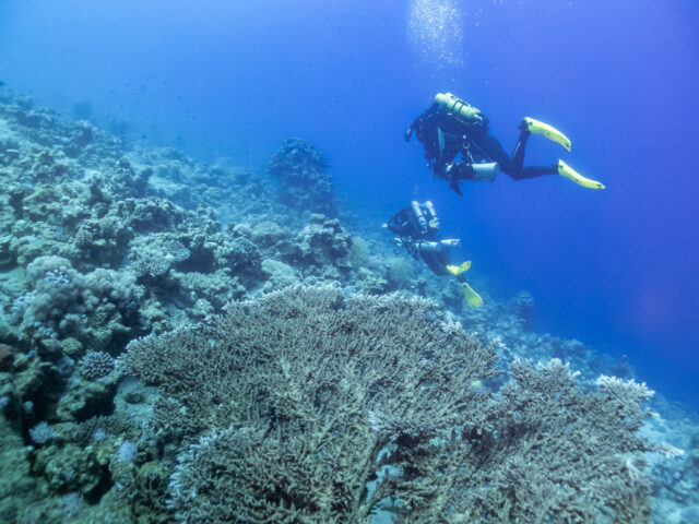 Divers swimming over coral reef.