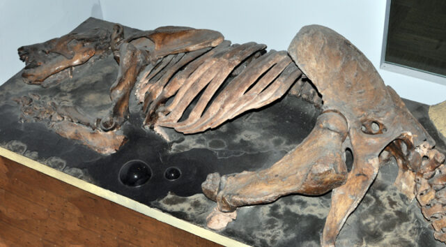 Paramylodon skeleton on display