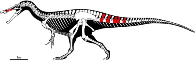 Drawing of the internal structure of a Protathlitis cinctorrensis