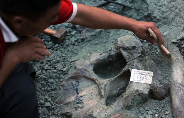 Man brushing dirt off of an excavated dinosaur bone