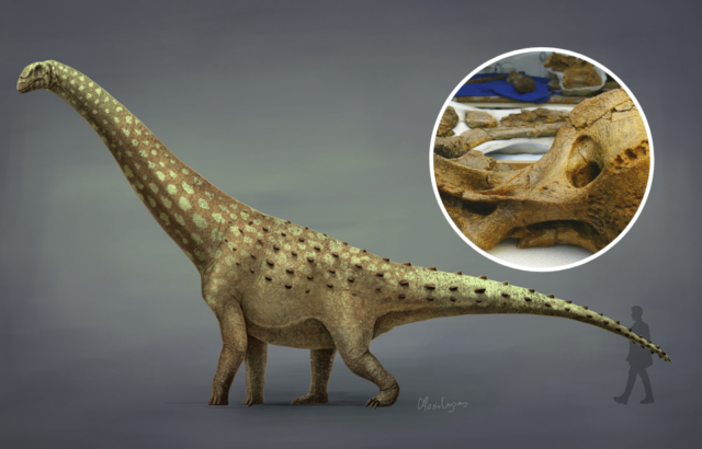 An illustration of a Diamantinasaurus, photo of a dinosaur fossil on top.