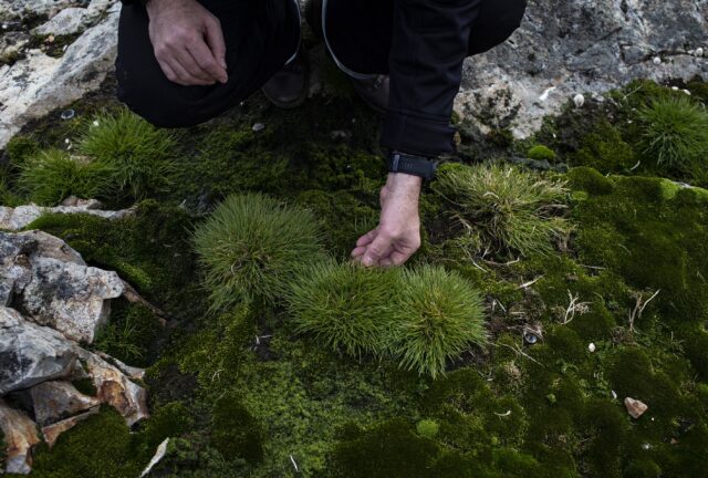 A hand reaches down to touch moss.