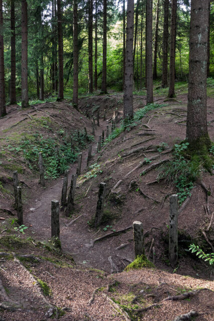 Communications trench running through a forest