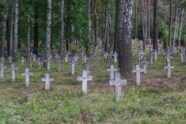 Lines of wooden crosses positioned across the forest floor