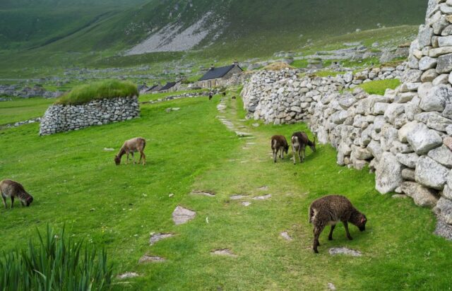 Sheep grazing near a rock wall.