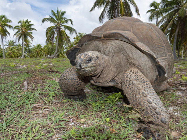 A giant tortoise.