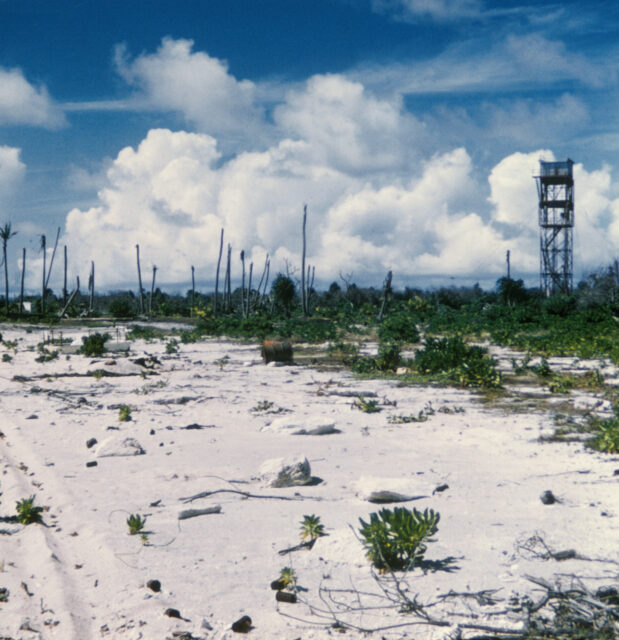 A shoreline with scattered bushes.