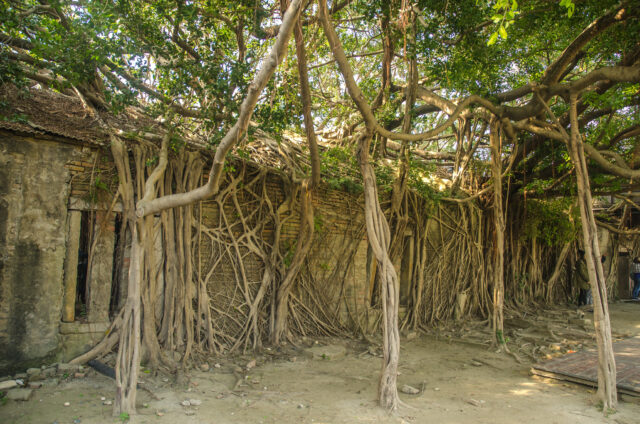 Trees growing in Anping Tree House.