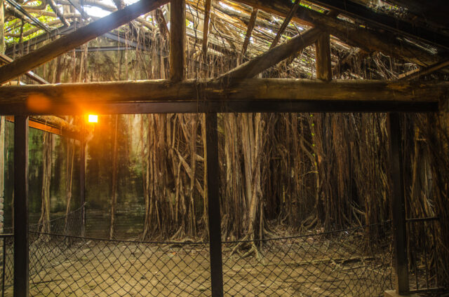 Fenced off section of trees in Anping Tree House.