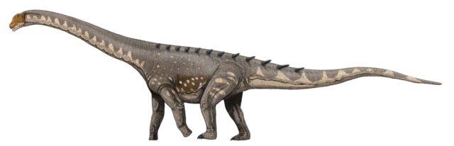 Side view of a large dinosaur recreation.