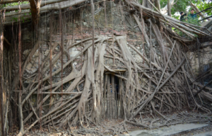 Overgrown tree roots in Anping Tree House.