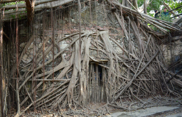 Overgrown tree roots in Anping Tree House.