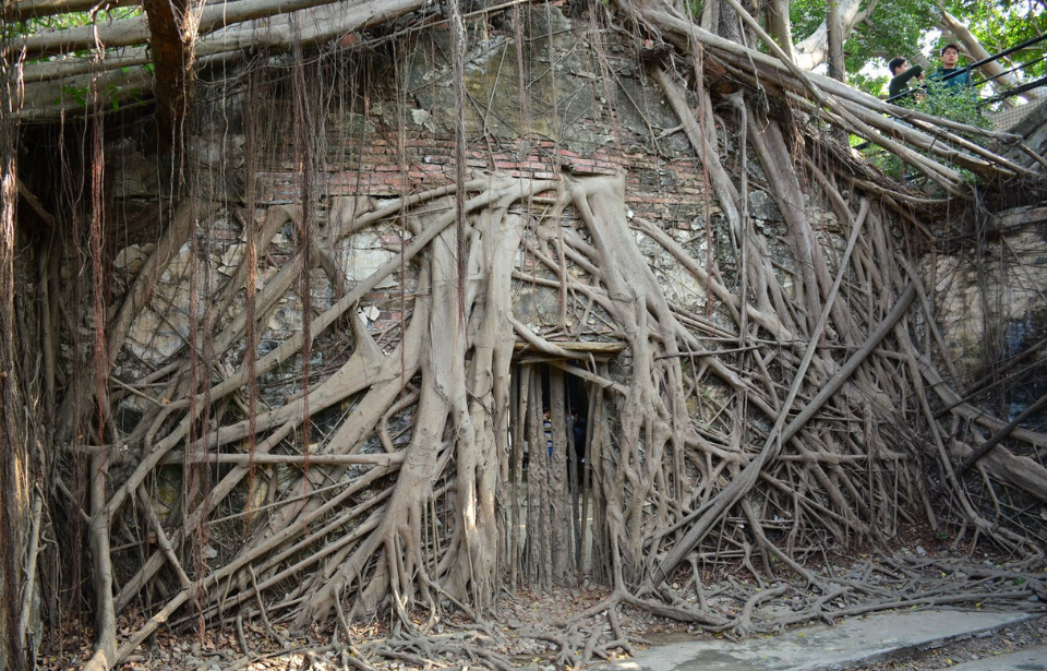 Tree house in Anping Tainan, Taiwan 2017. (Photo Credit: Paul Arps / Flickr CC BY 2.0) 