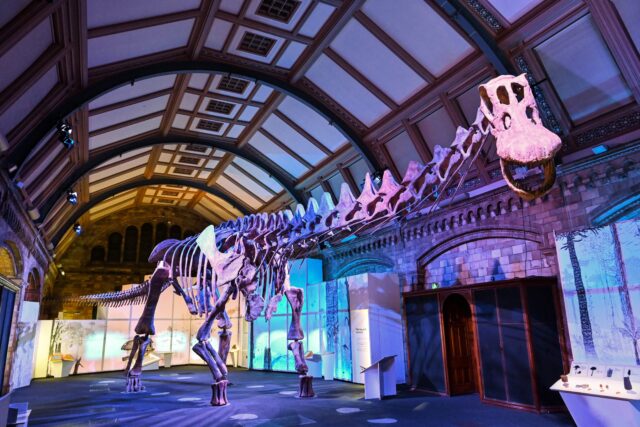 A titanosaur on display in a museum.