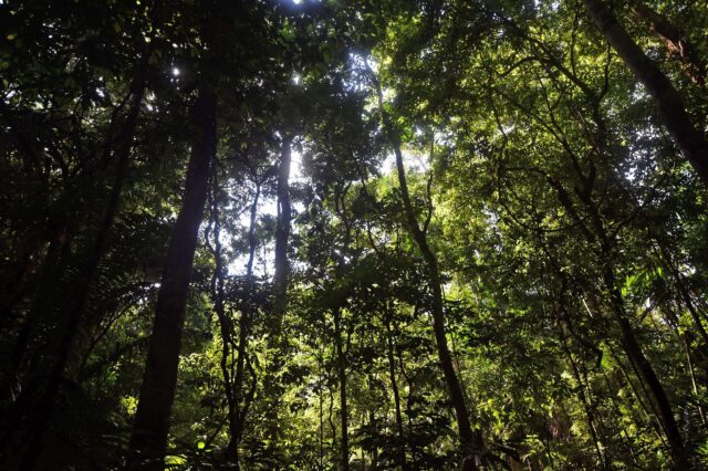 Looking up at trees in a forest.