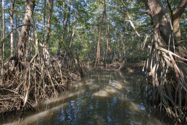 A mangrove forest growing on either side of a river.