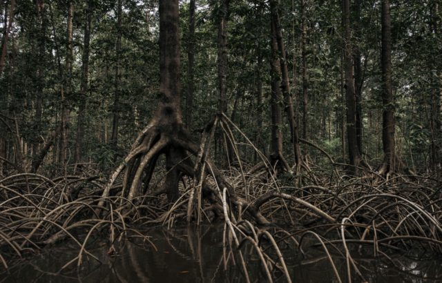 The roots and trees of a mangrove forest.