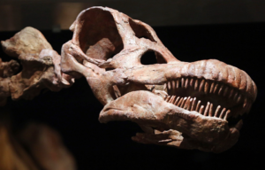 A close-up of the skull of a titanosaur.