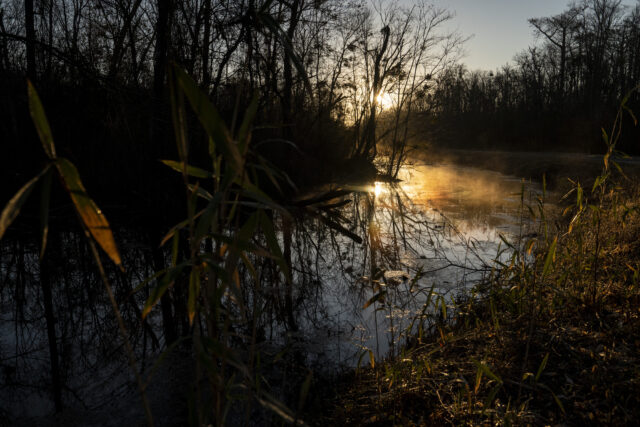 Photo of a sunrise over a swamp.