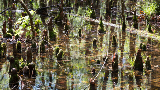 Tree stumps sticking out of water.