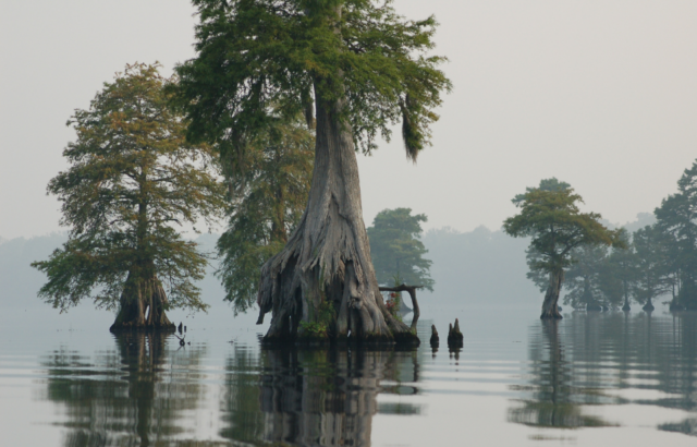 Large trees growing out of water.