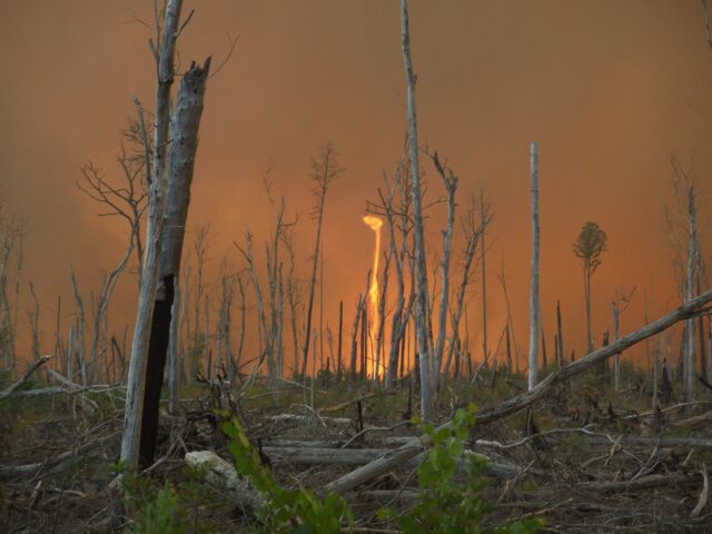 Bare trees stumps with a fire tornado in the background.